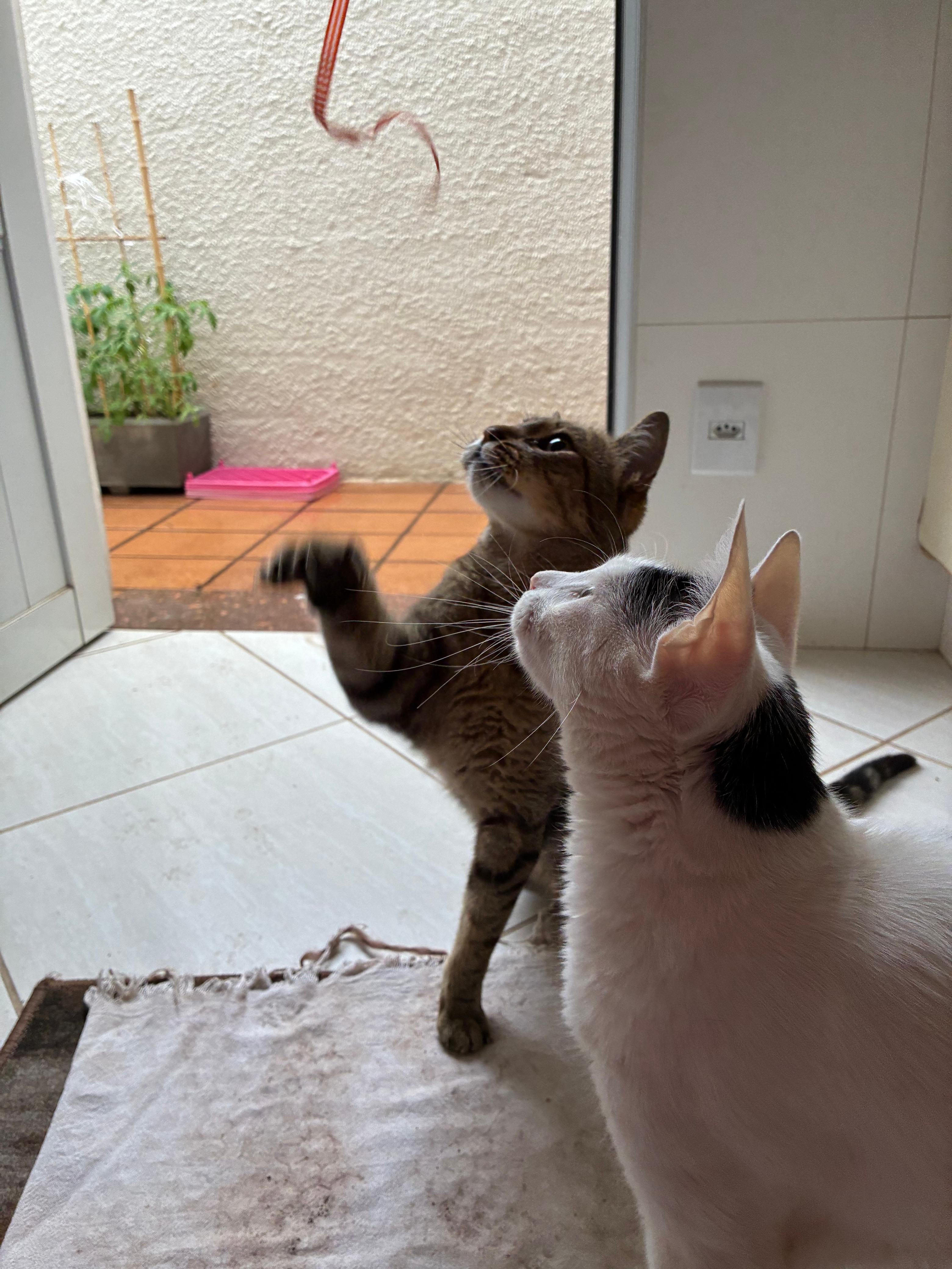 Gatos brincando