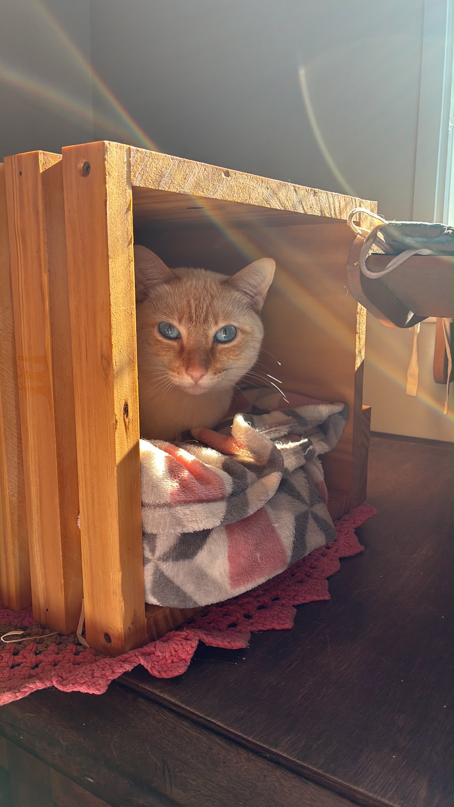 Gato de olhos azuis no caixote de madeira