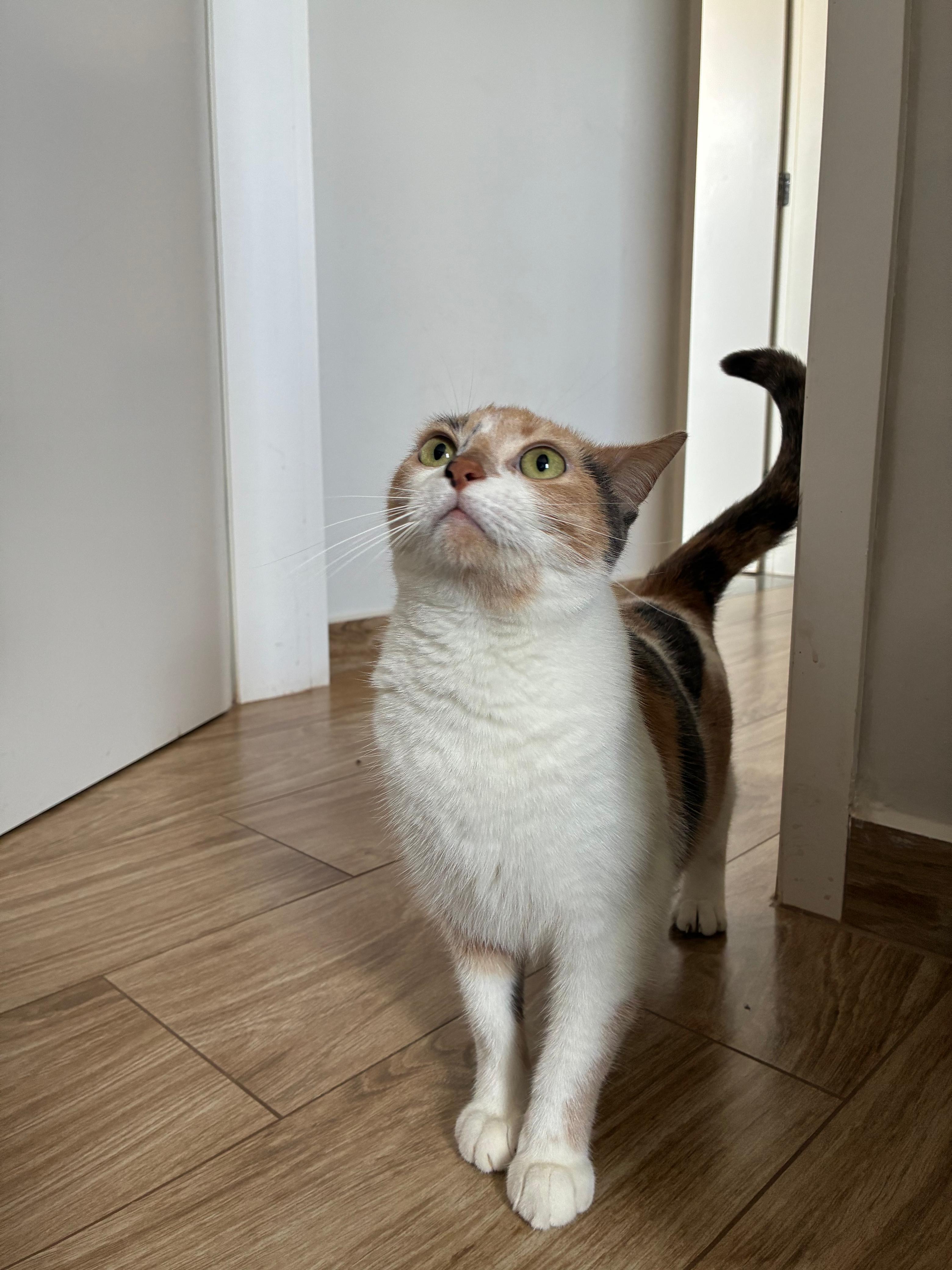 Gato tricolor em pé