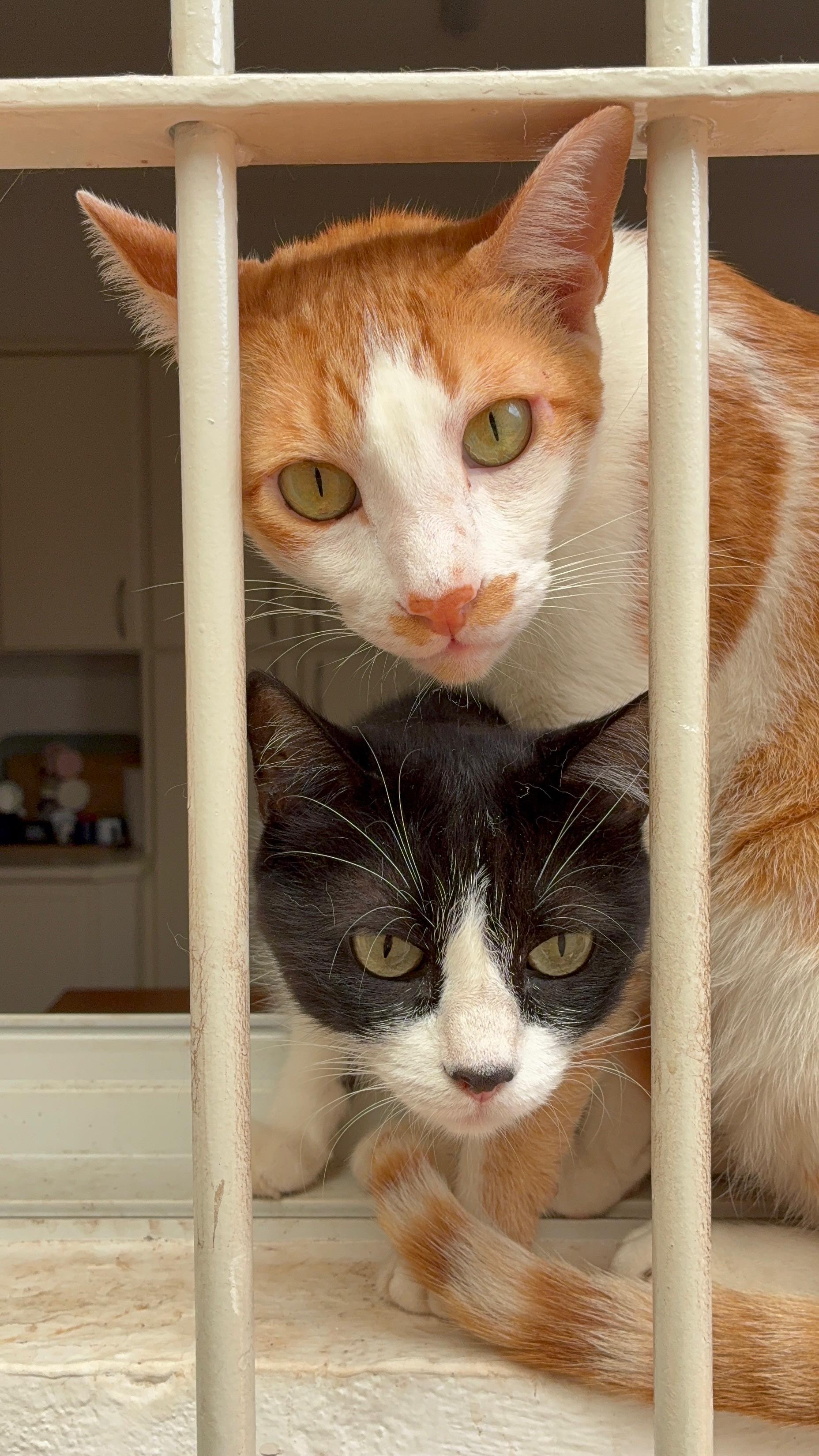 Dois gatos juntinhos