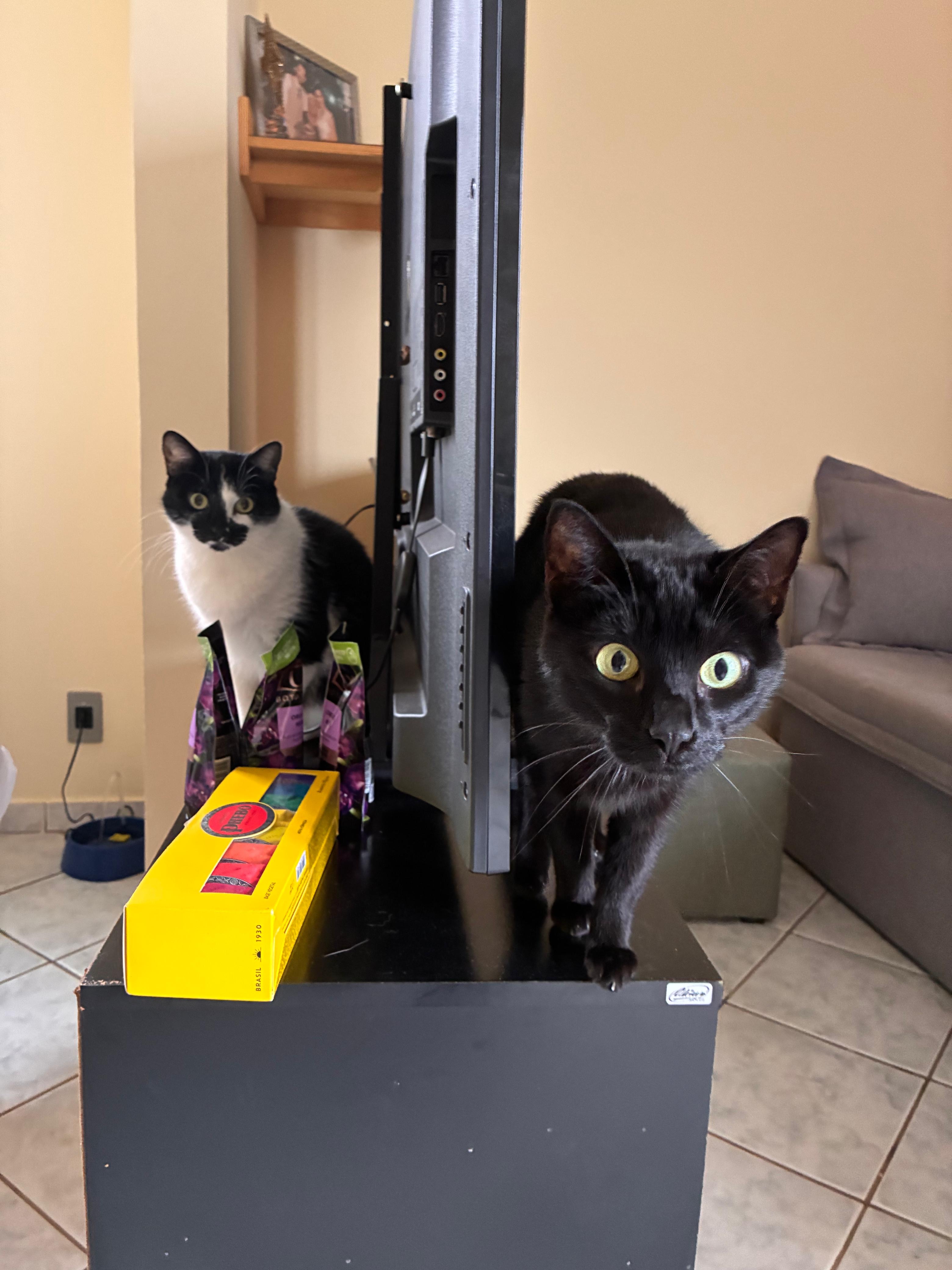 Dois gatos na sala