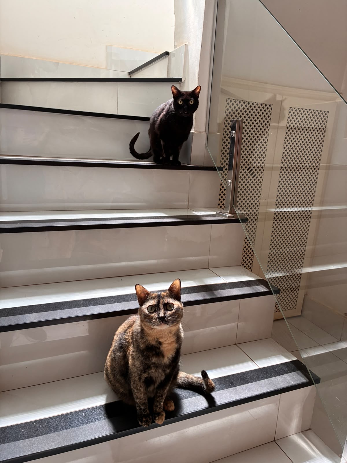 Dois gatos na escada