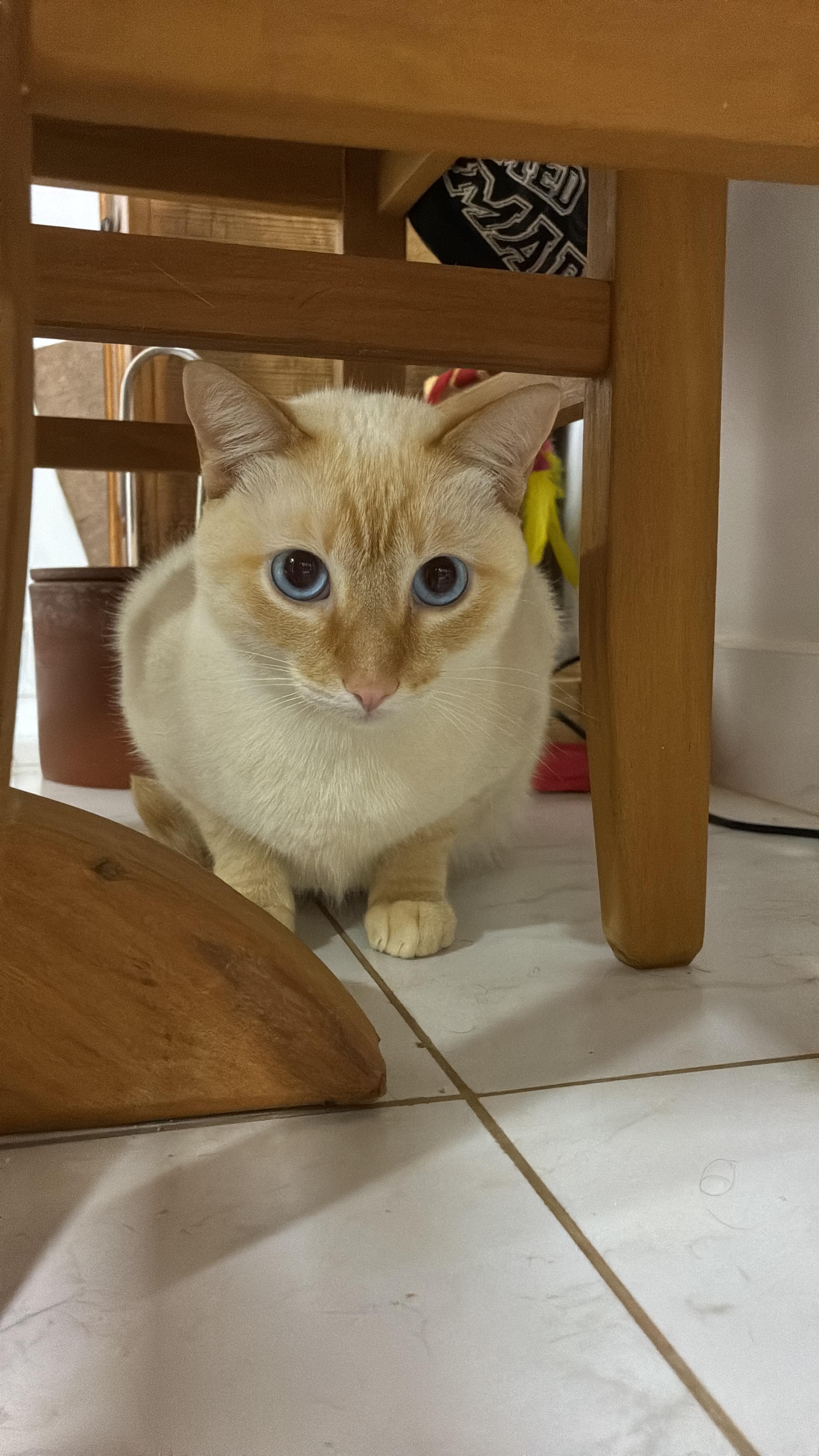 Gato de olhos azuis