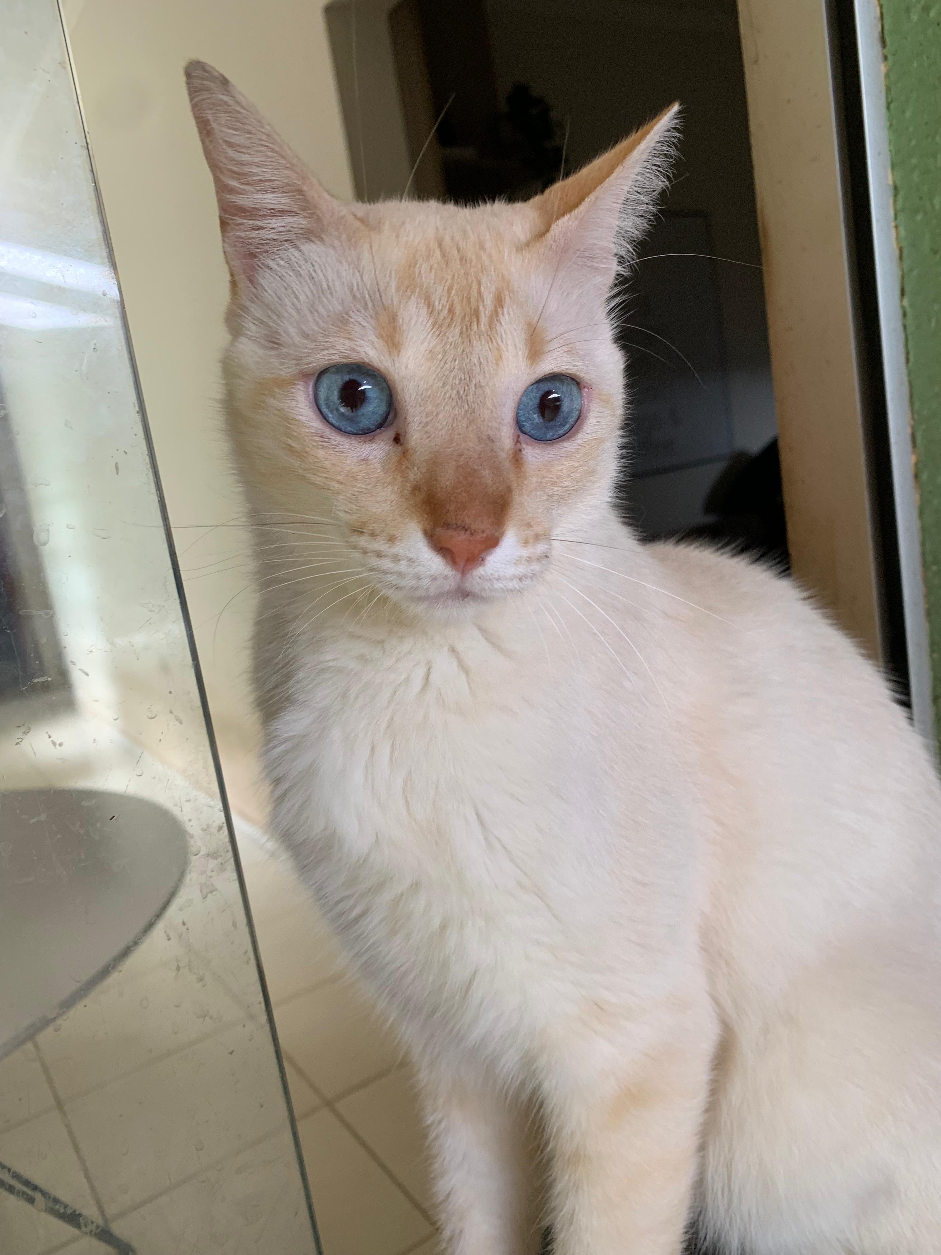 Gato creme de olhos azuis
