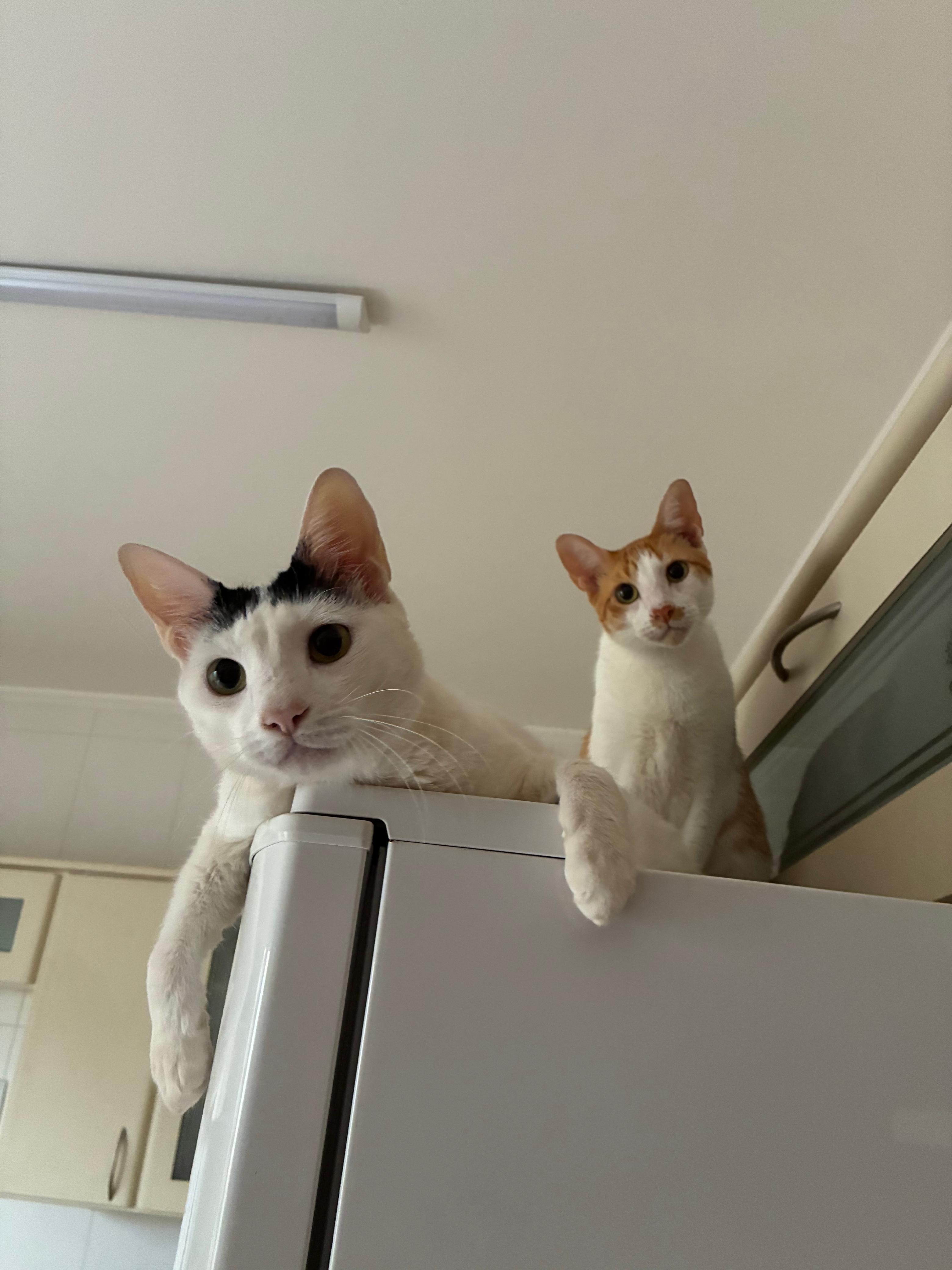 Dois gatos no alto