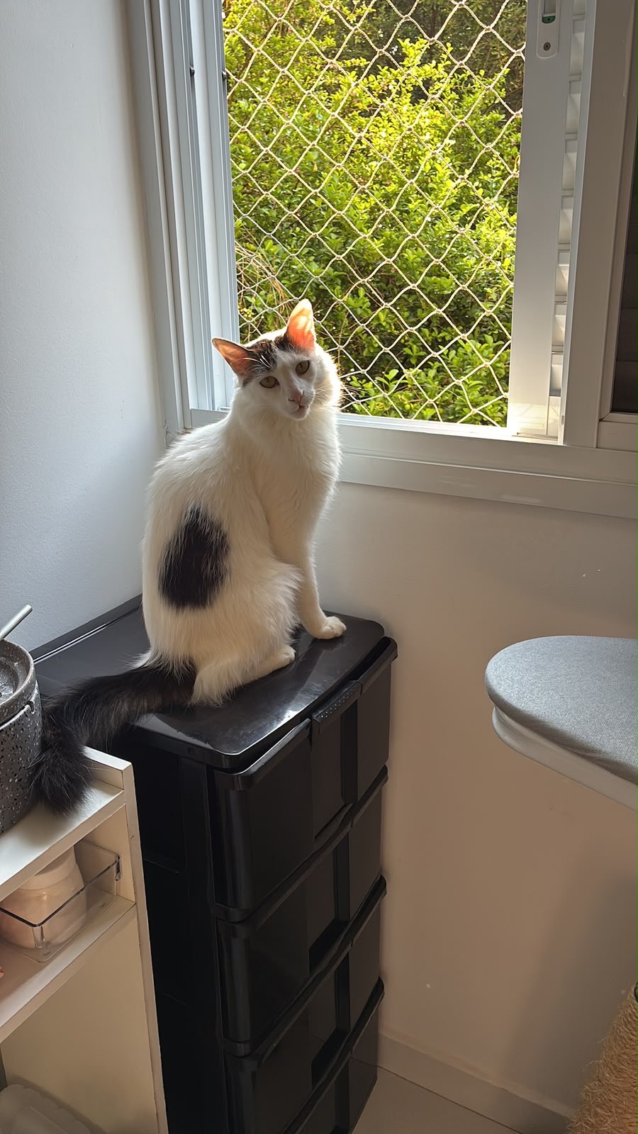 Gato branco e preto na janela