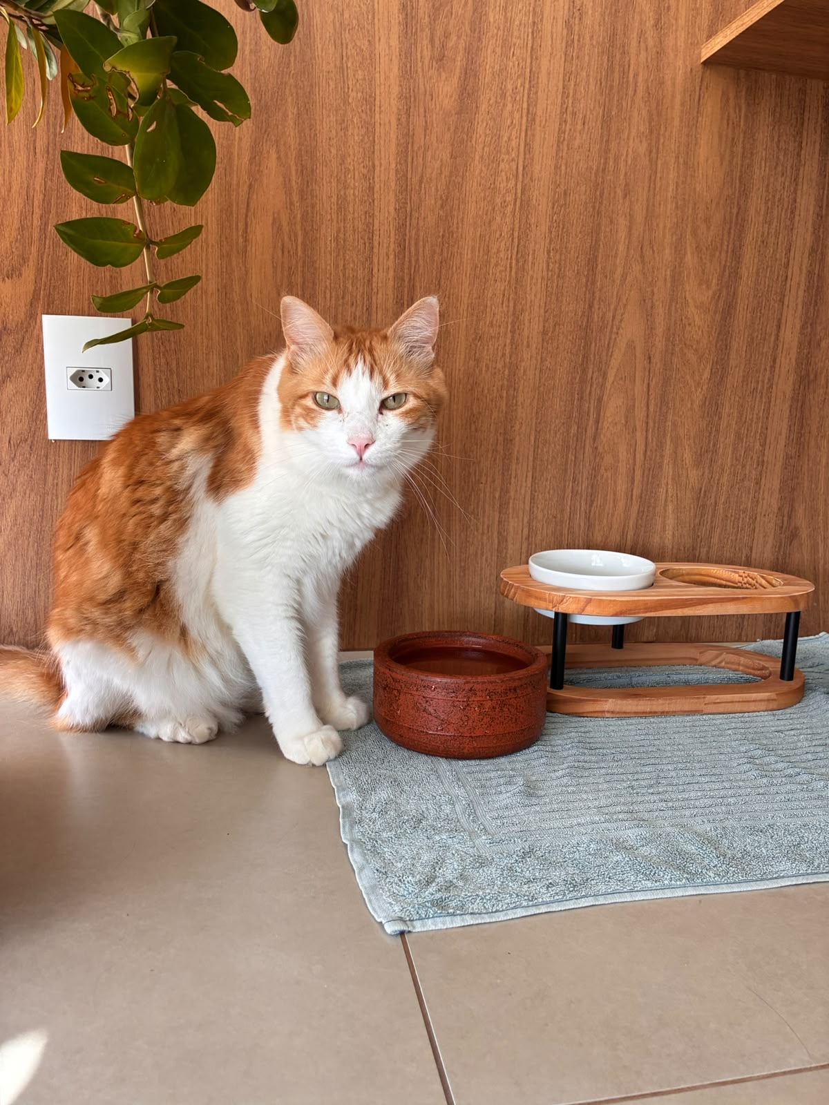 Gato laranja e branco ao lado dos potes