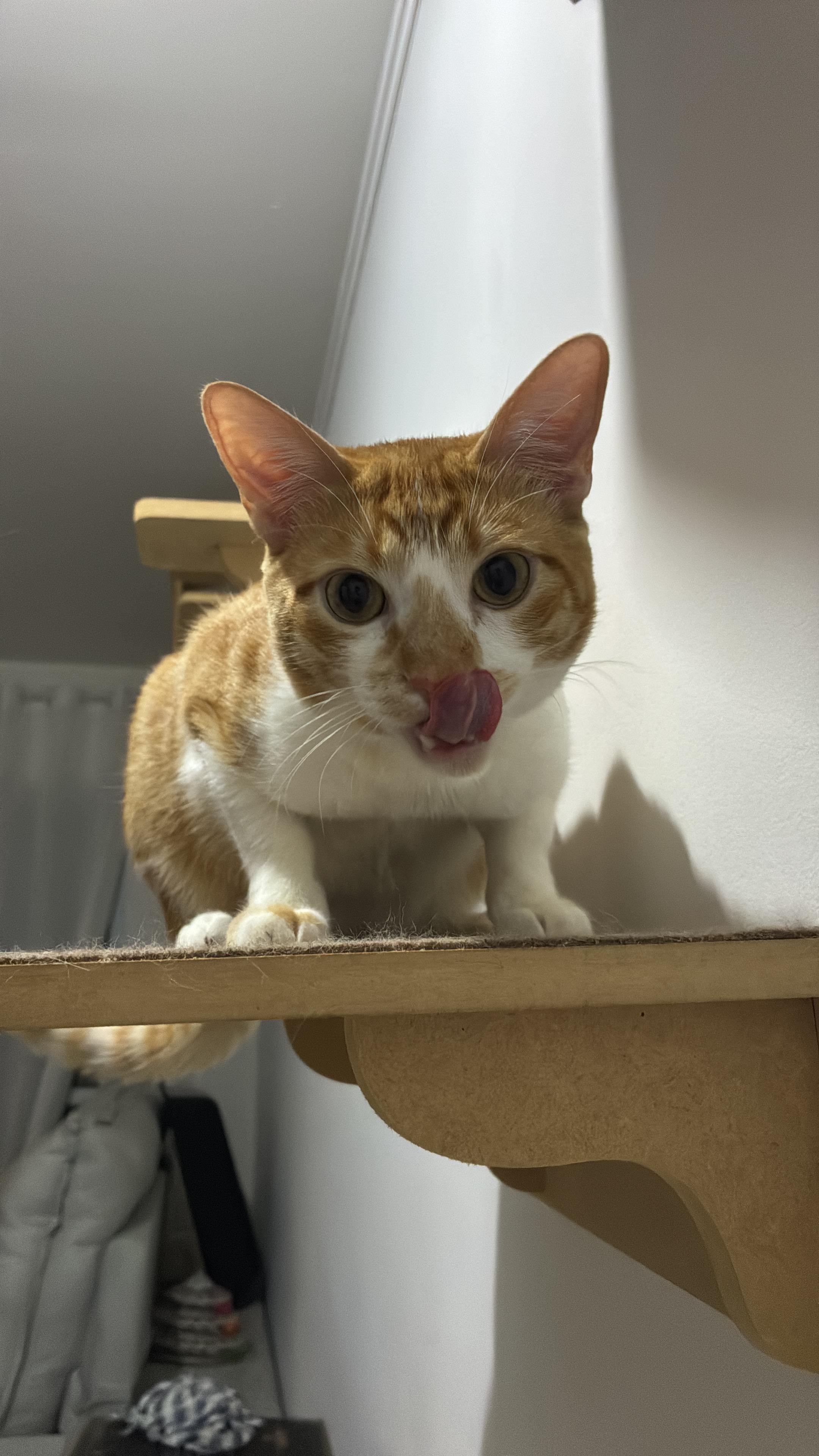 Gato laranja na prateleira