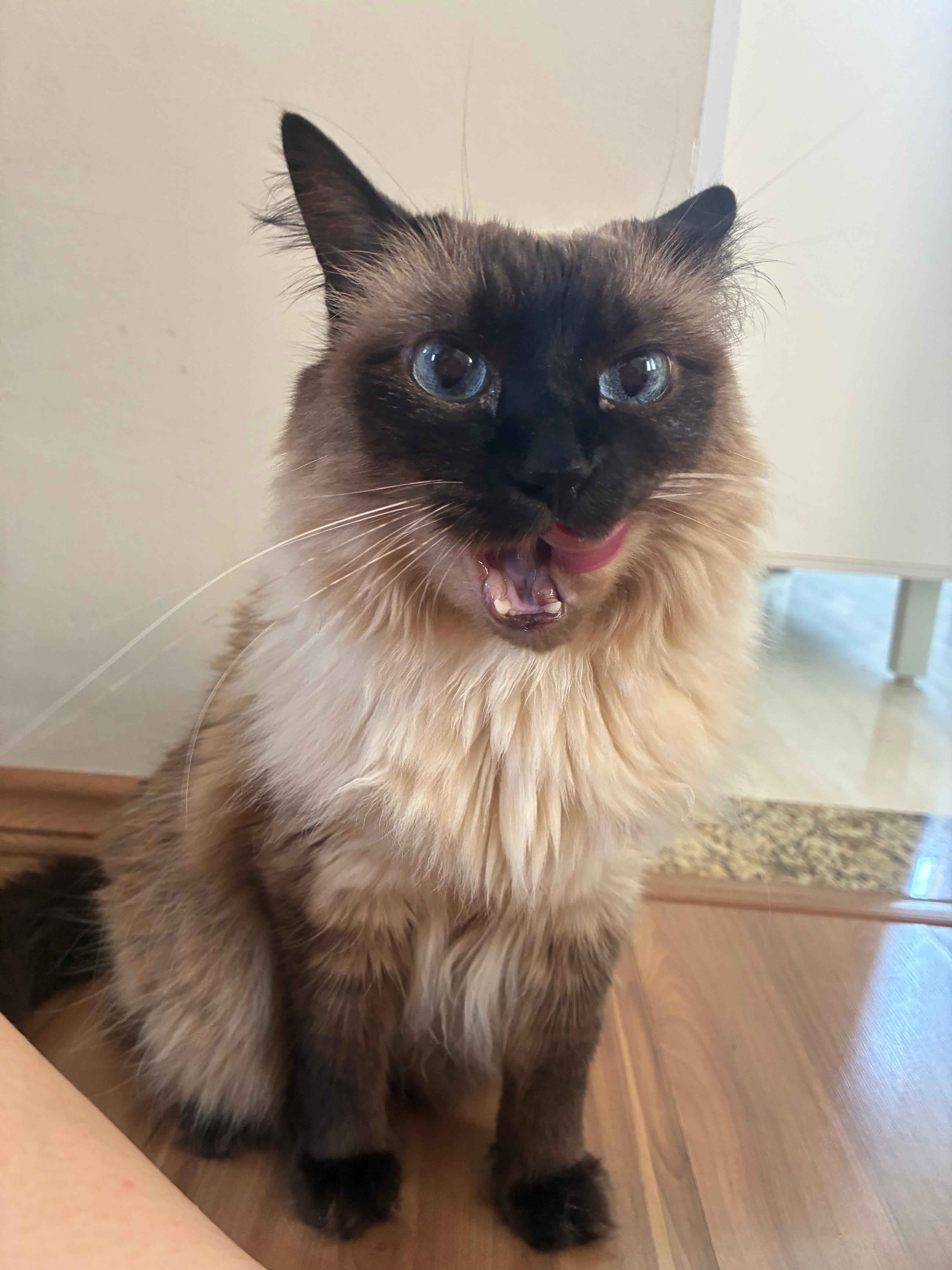 Gato de pelo longo