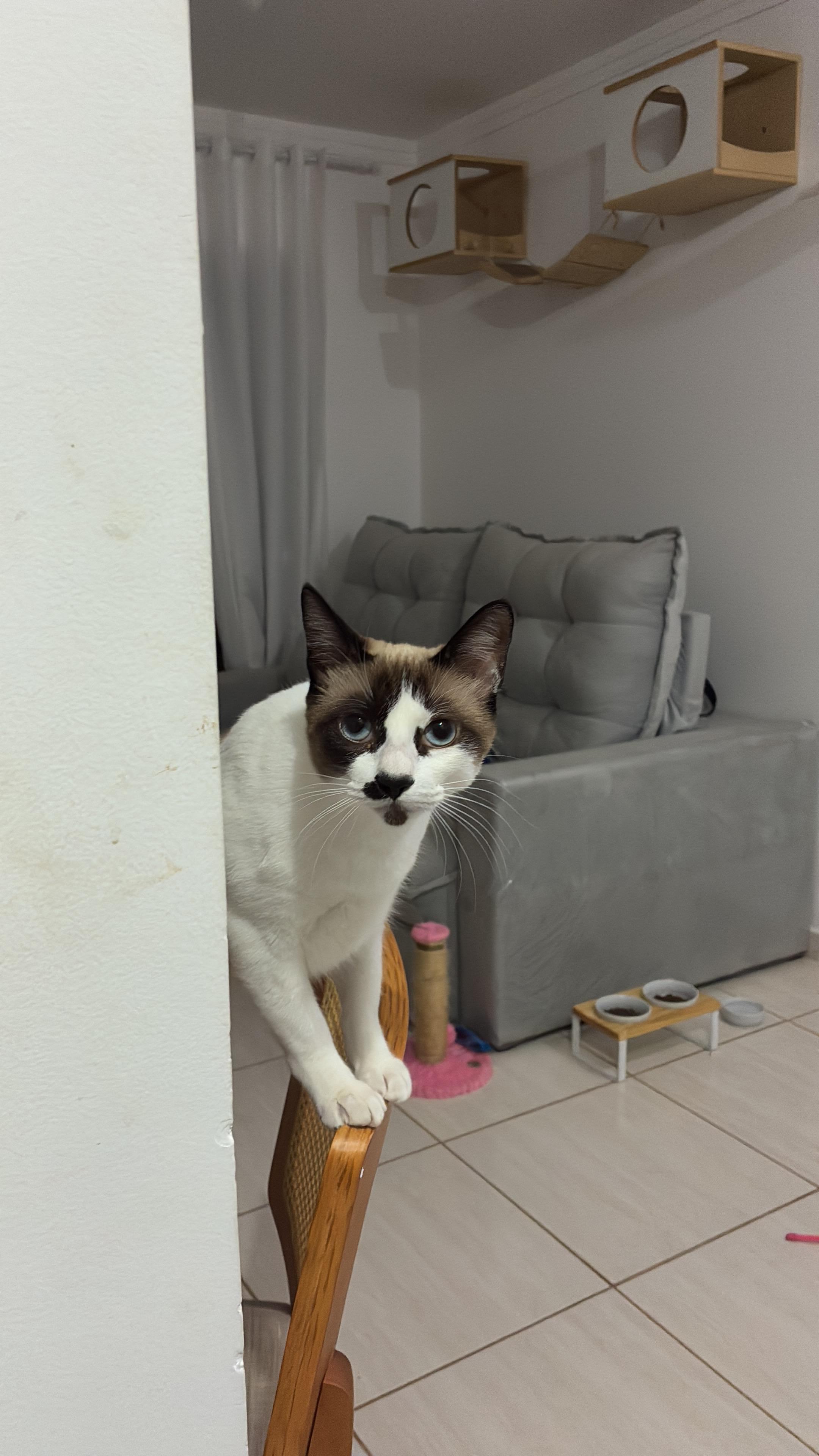 Gato siamês na cadeira