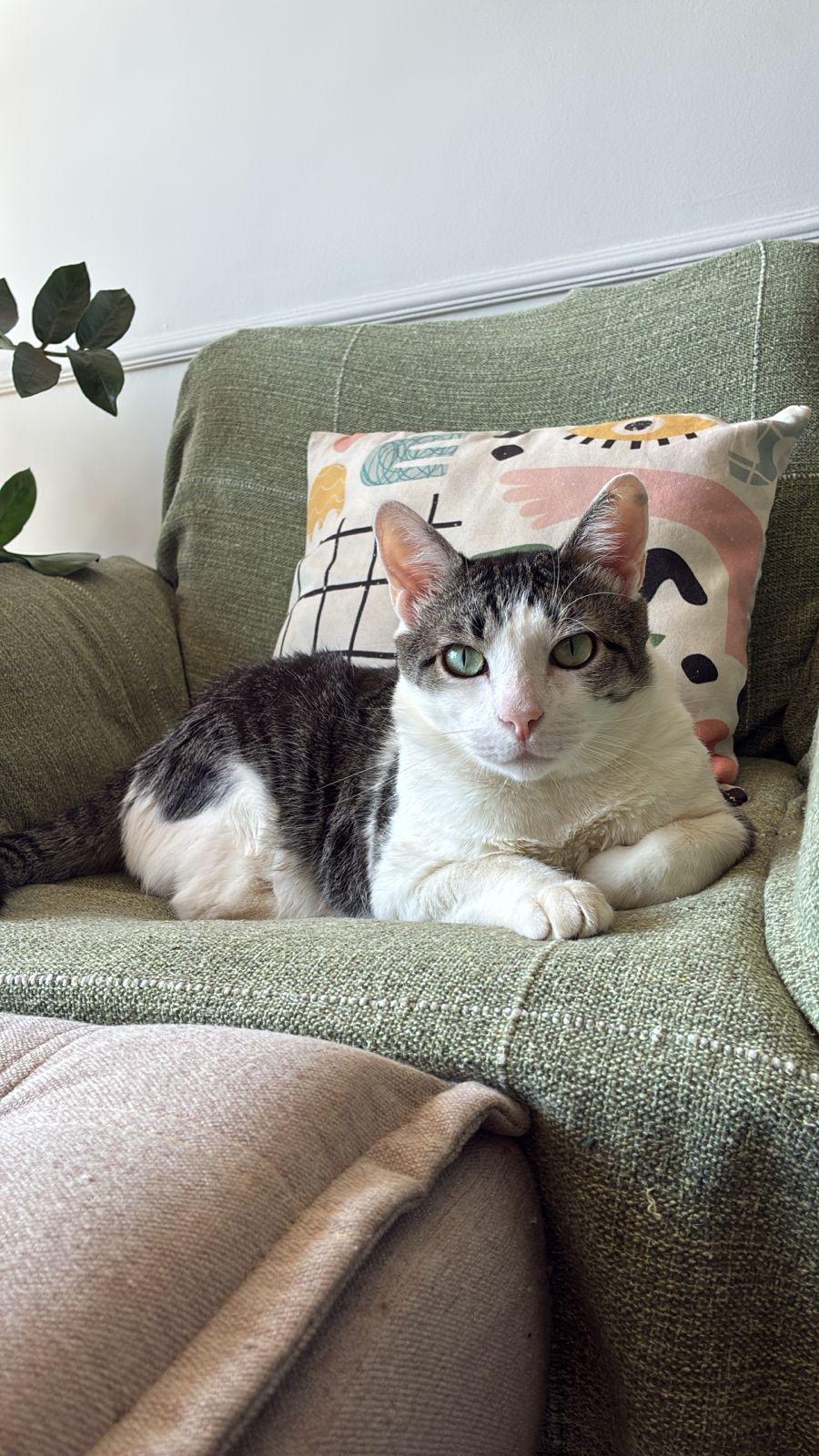 Gato deitado no sofá