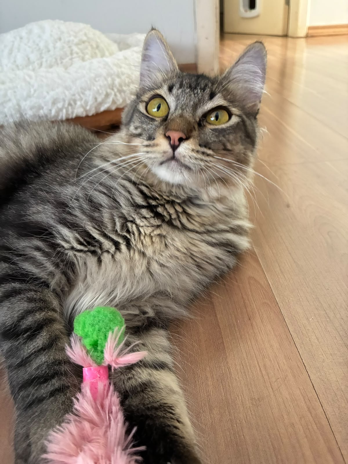 Gato tigrado deitado com o brinquedo