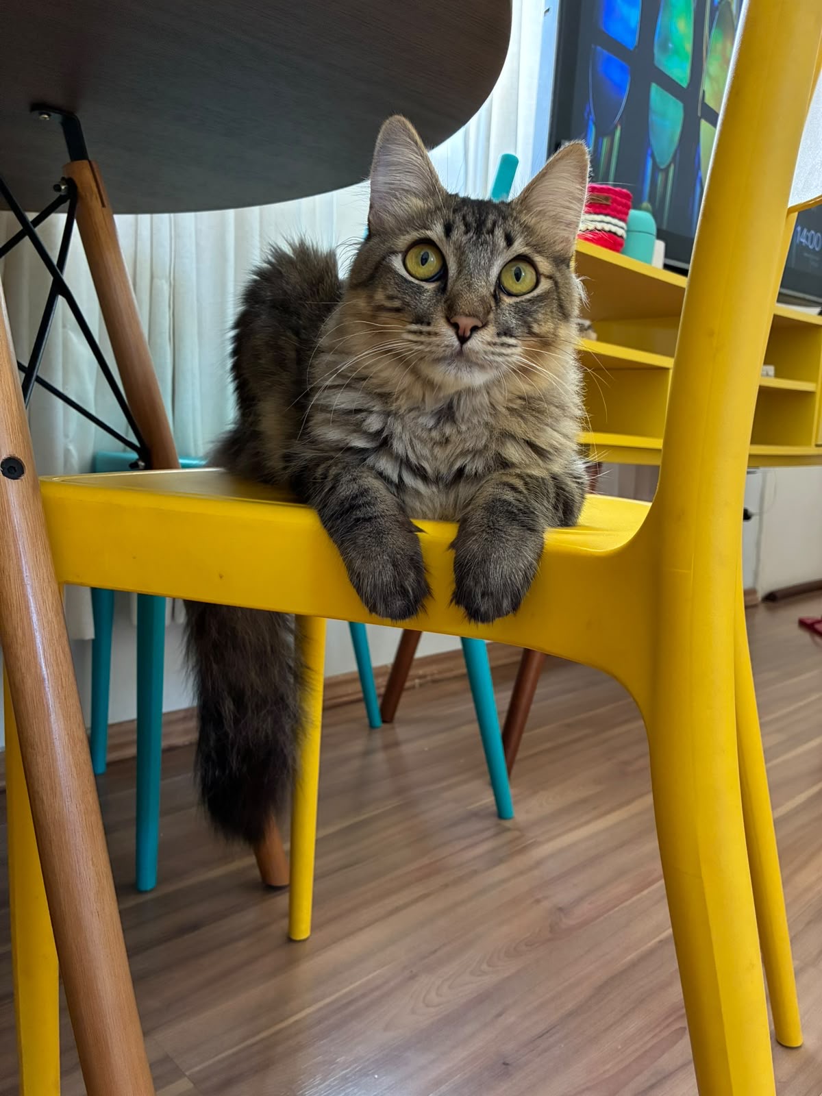 Gato tigrado na cadeira amarela