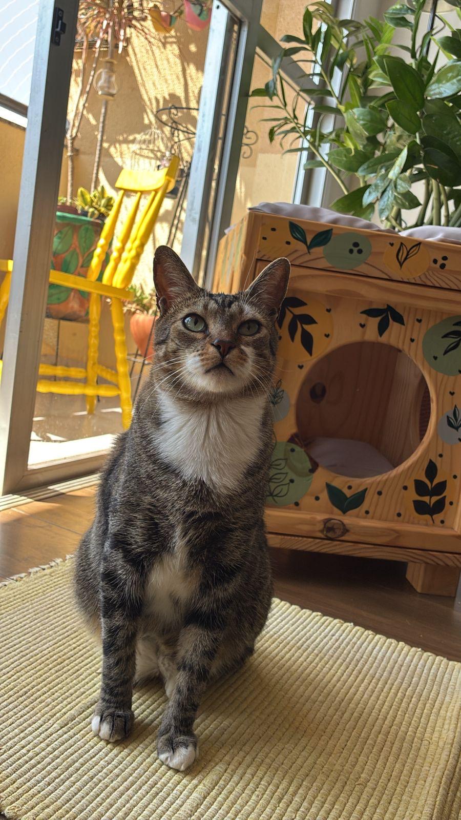 Gato ao lado da toca de madeira