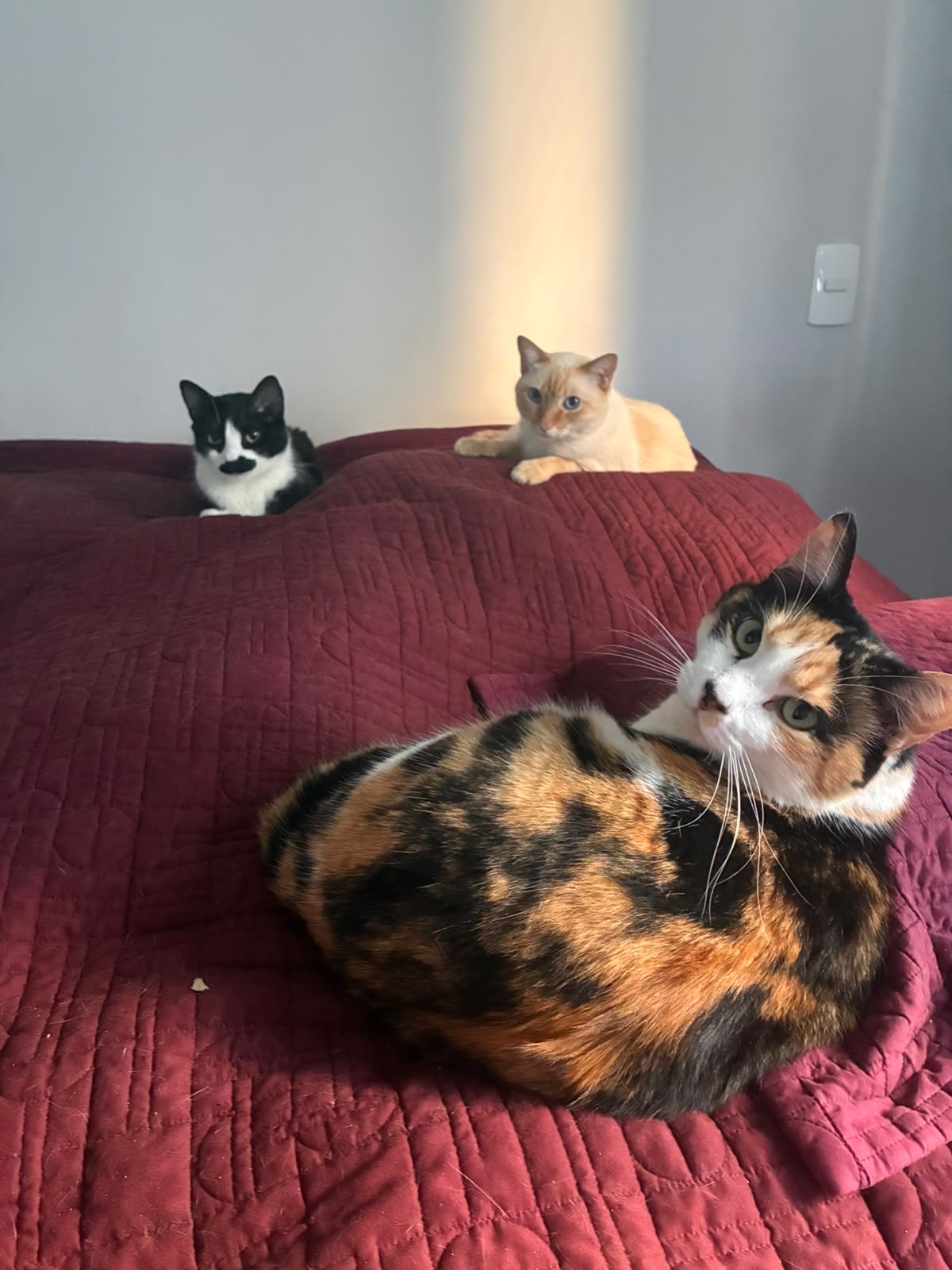 Três gatos na cama