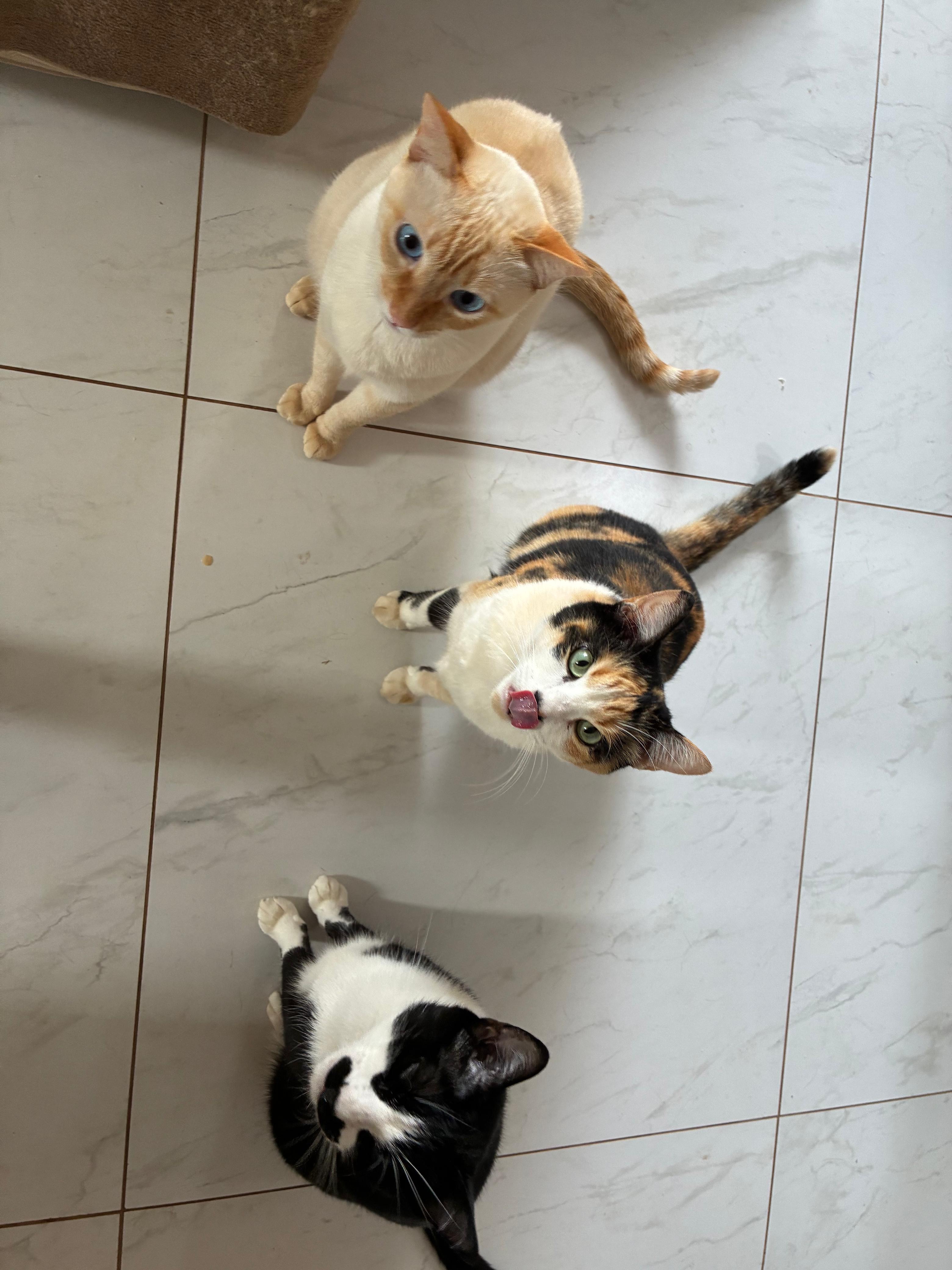 Três gatos olhando para cima