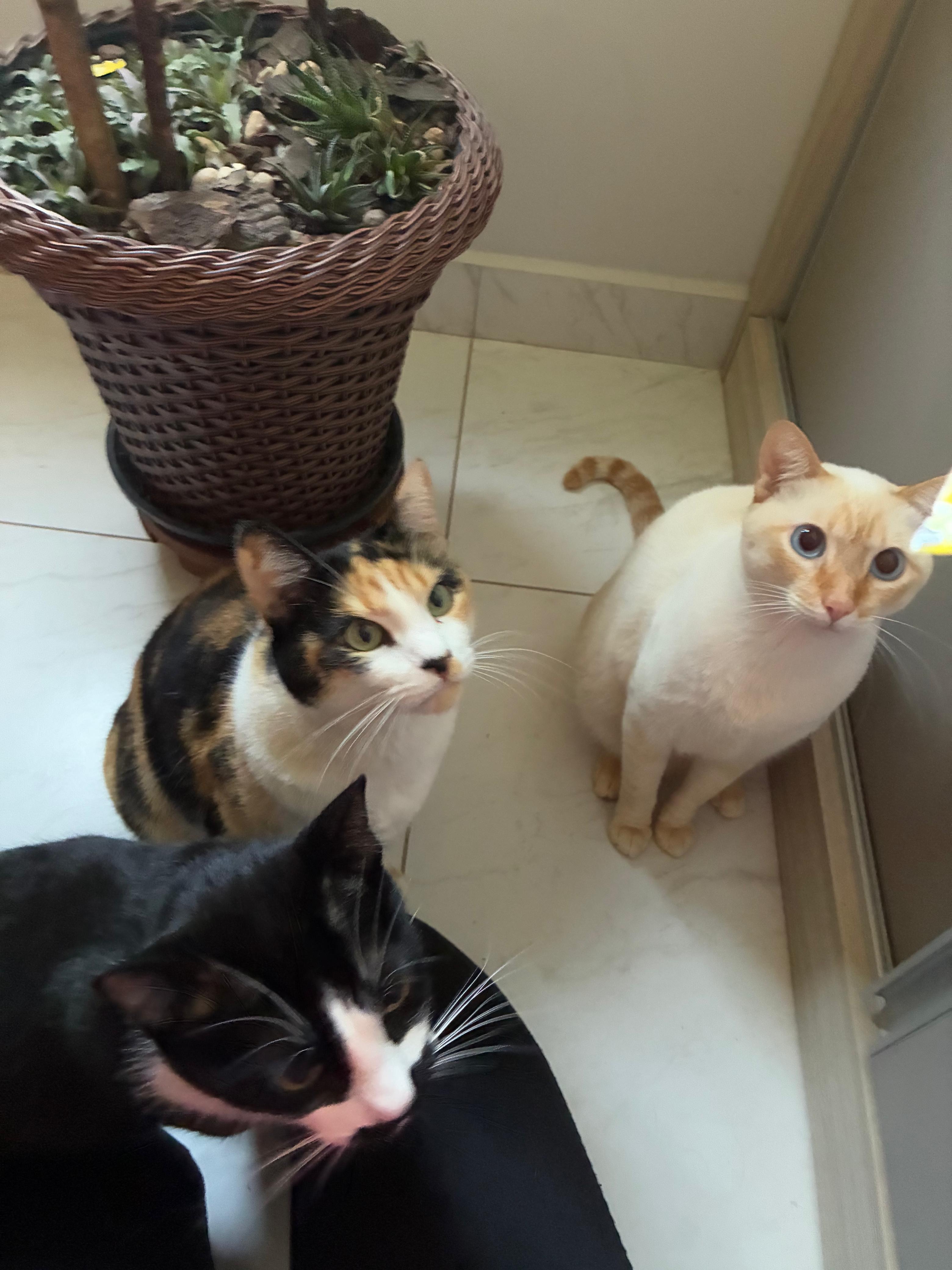 Três gatos perto da planta