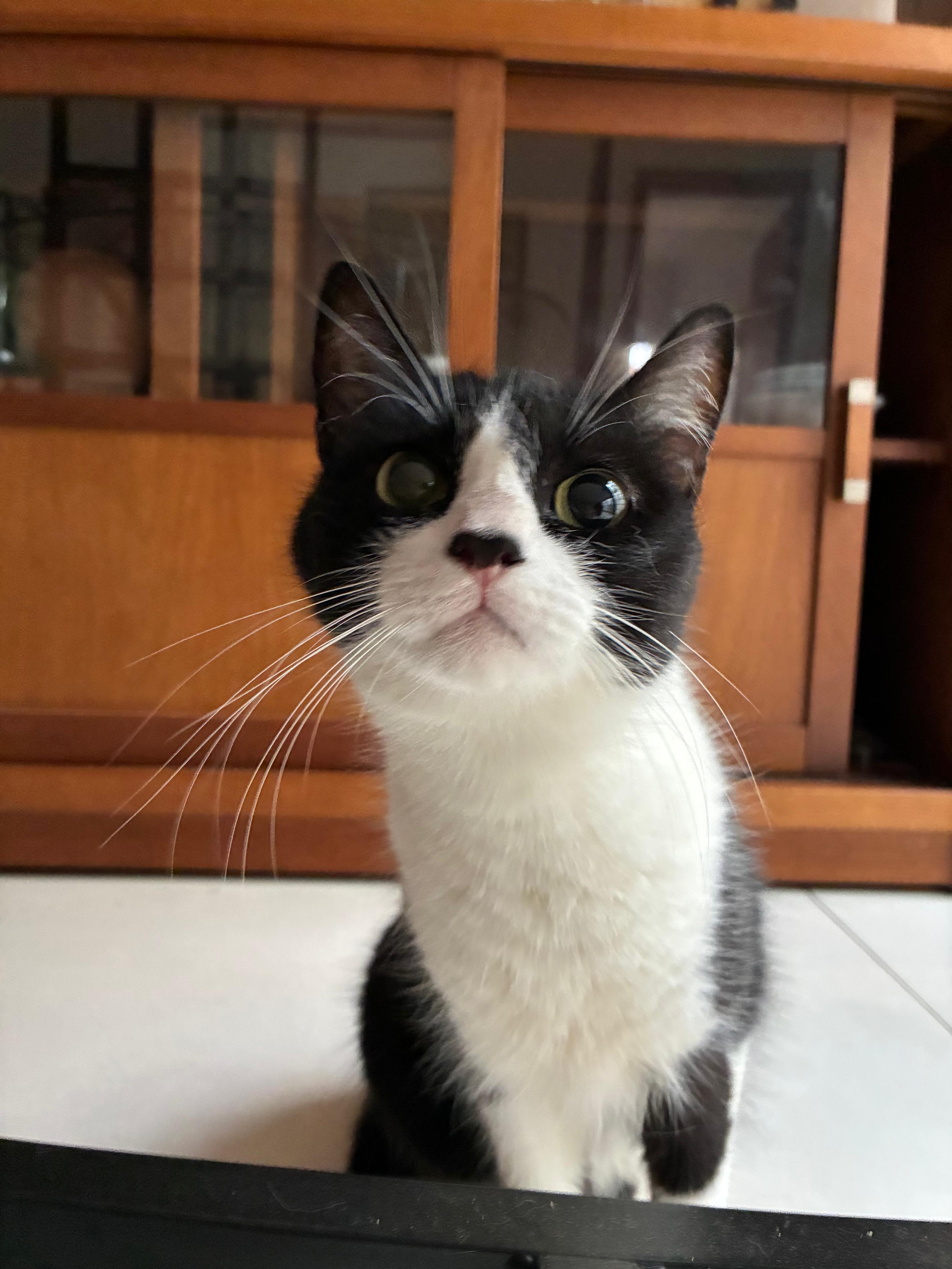 Gato preto e branco