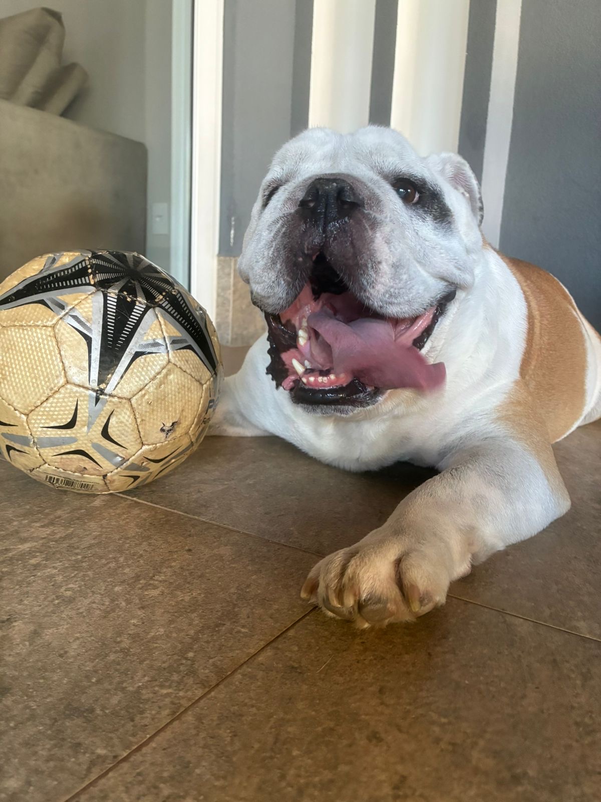 Bulldog com a bola