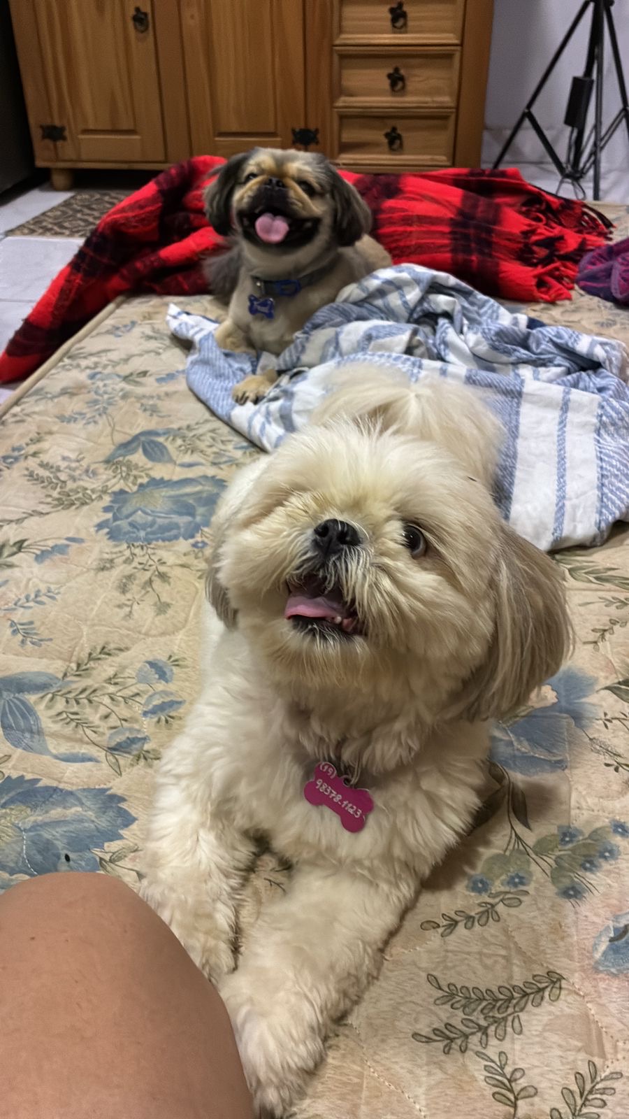 Dois cães na cama