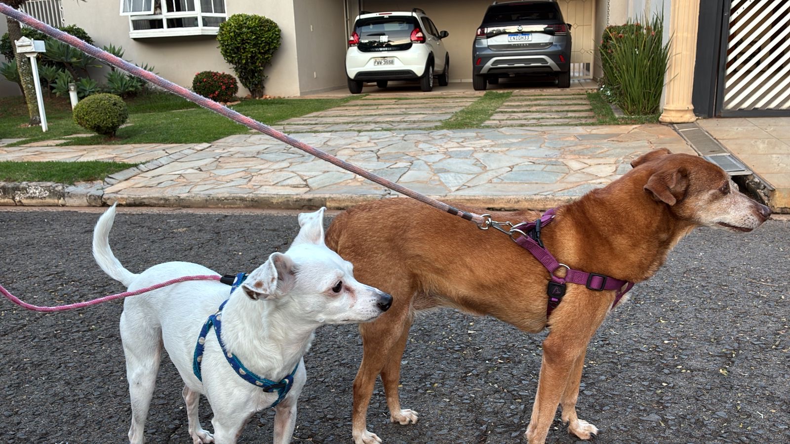 Dois cães em passeio na rua de casa