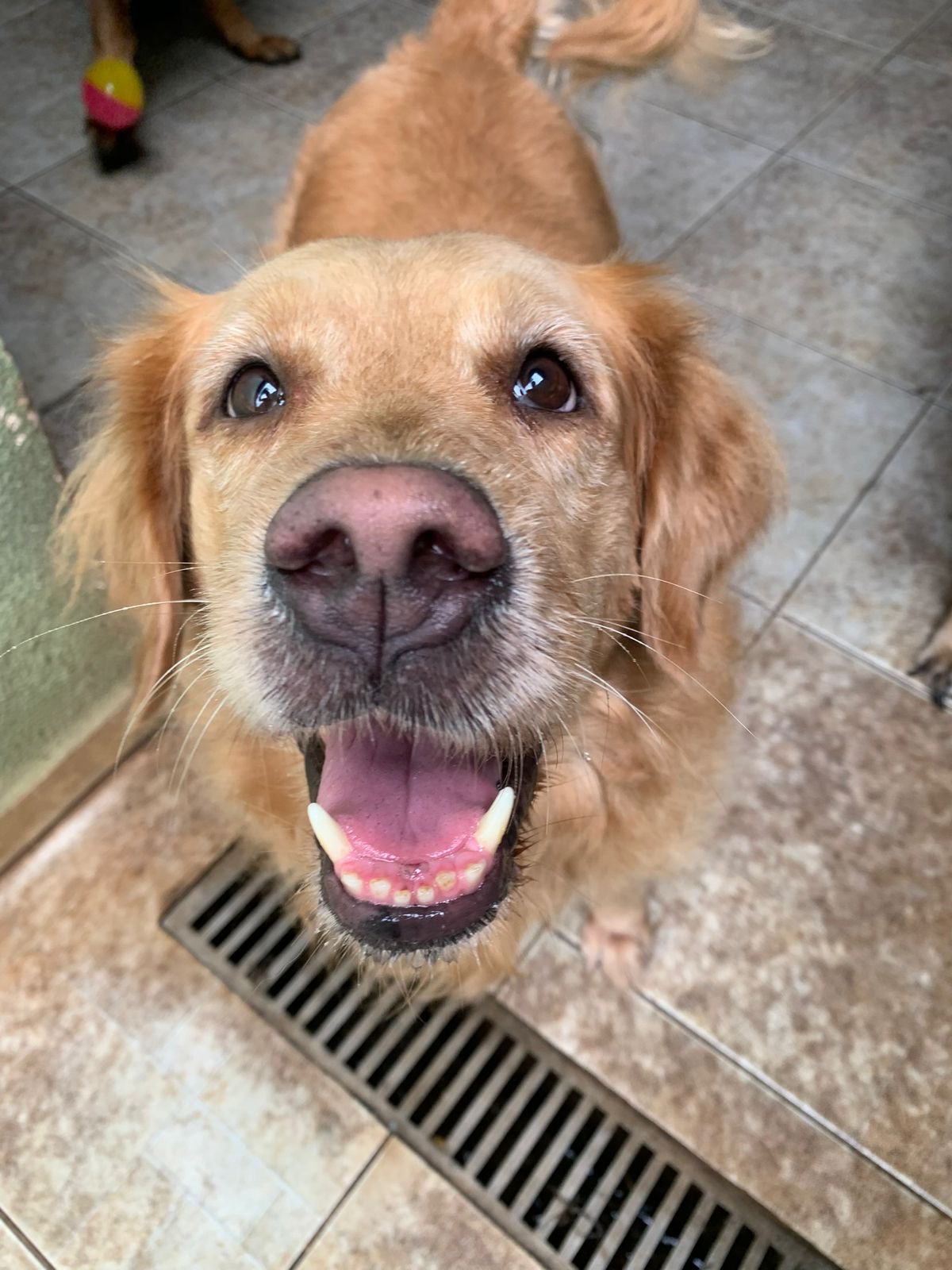 Golden retriever sorrindo
