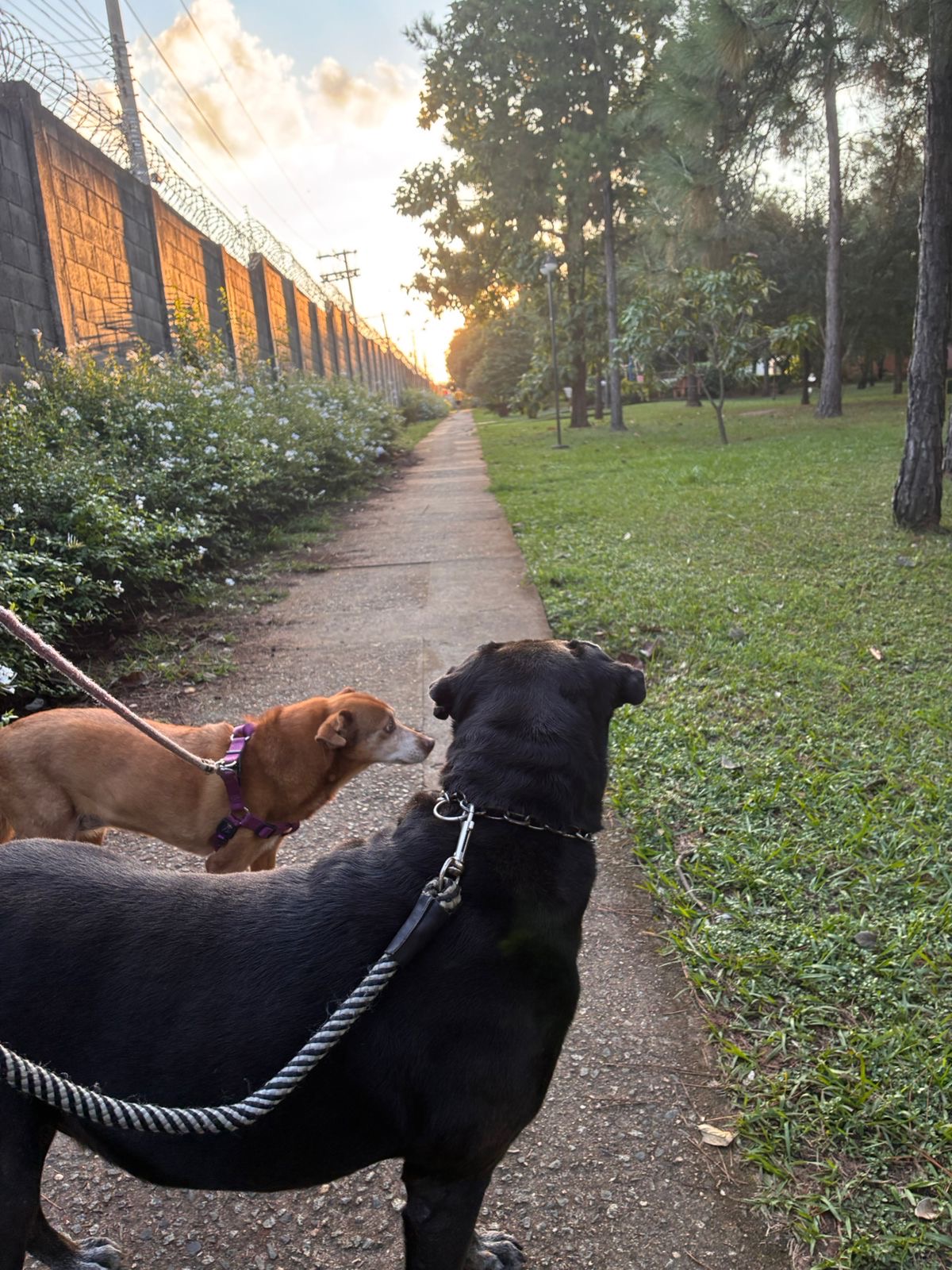 Dois cães passeando ao pôr do sol