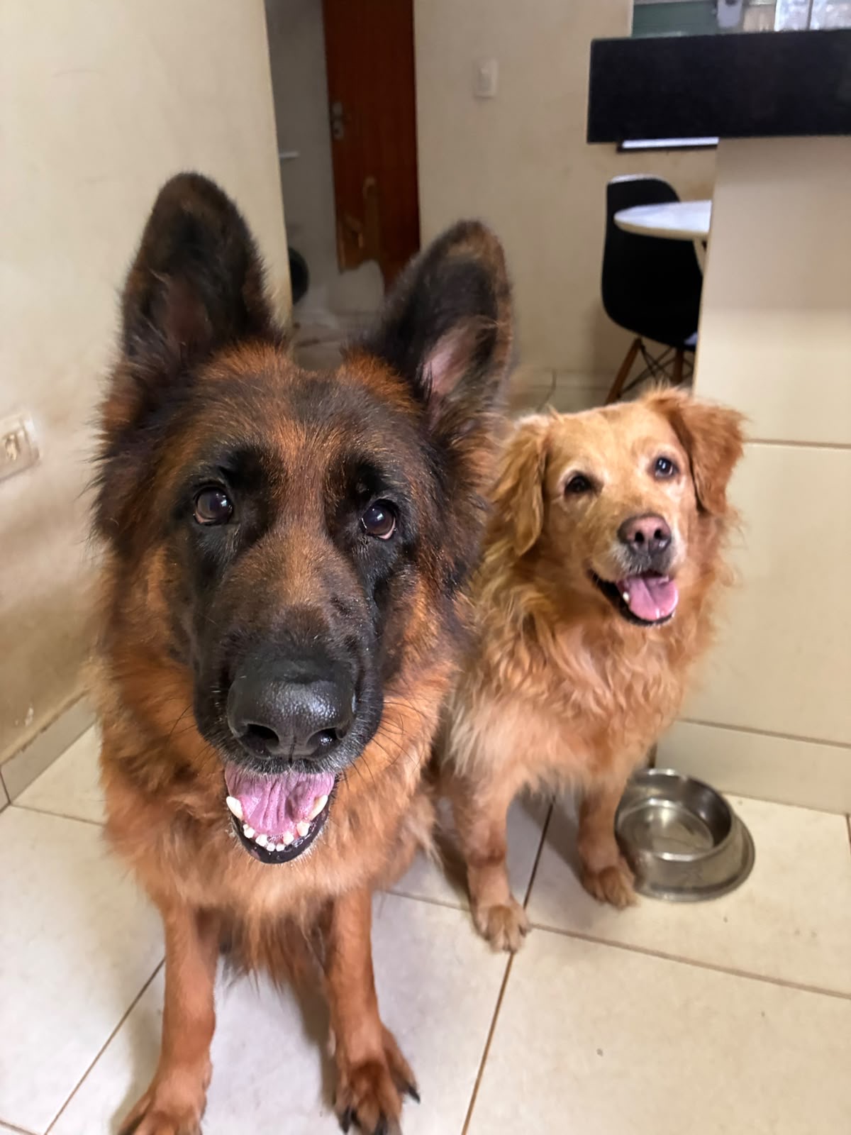 Pastor alemão e golden juntinhos na cozinha