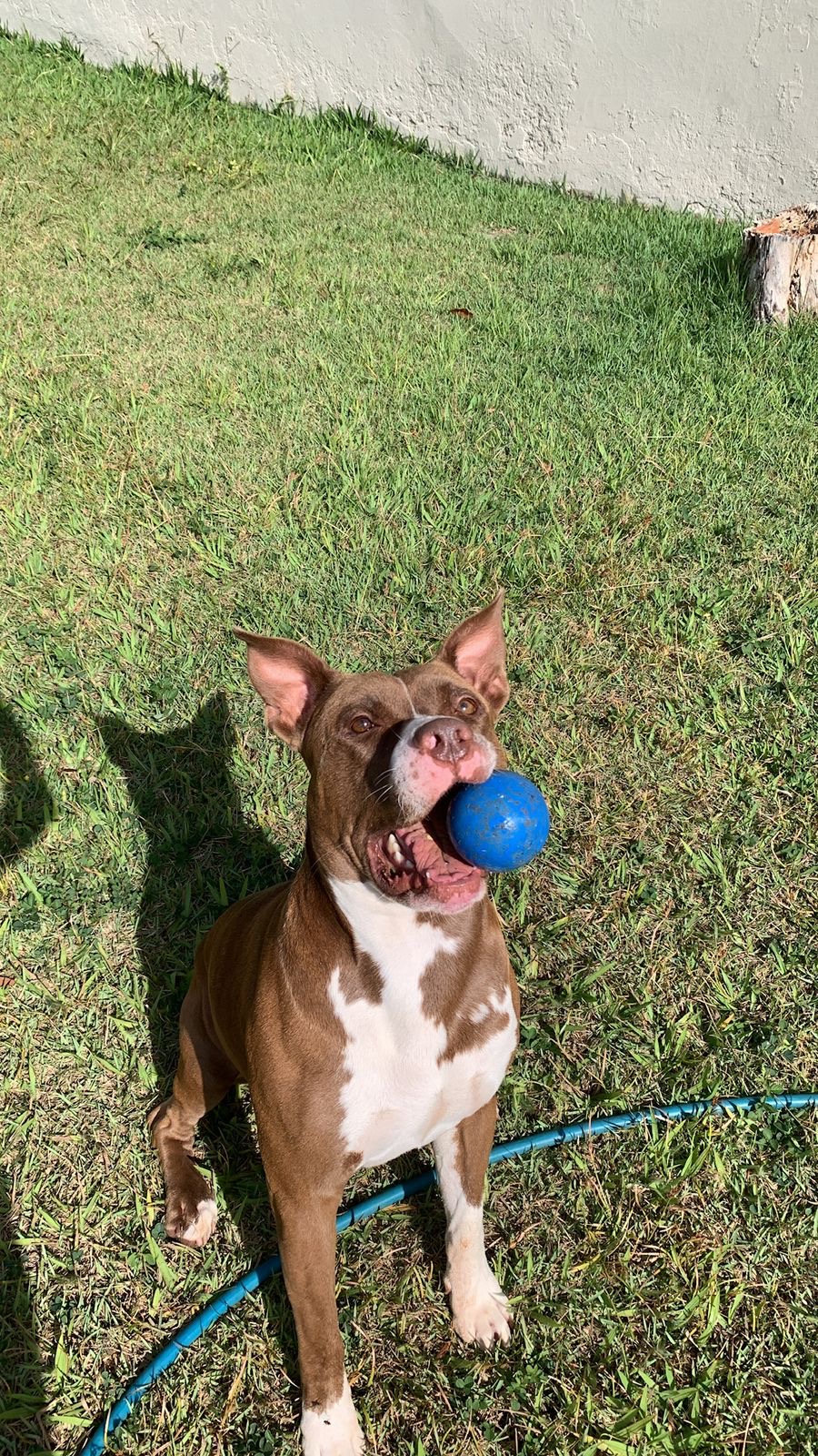 Cão com bola azul no quintal