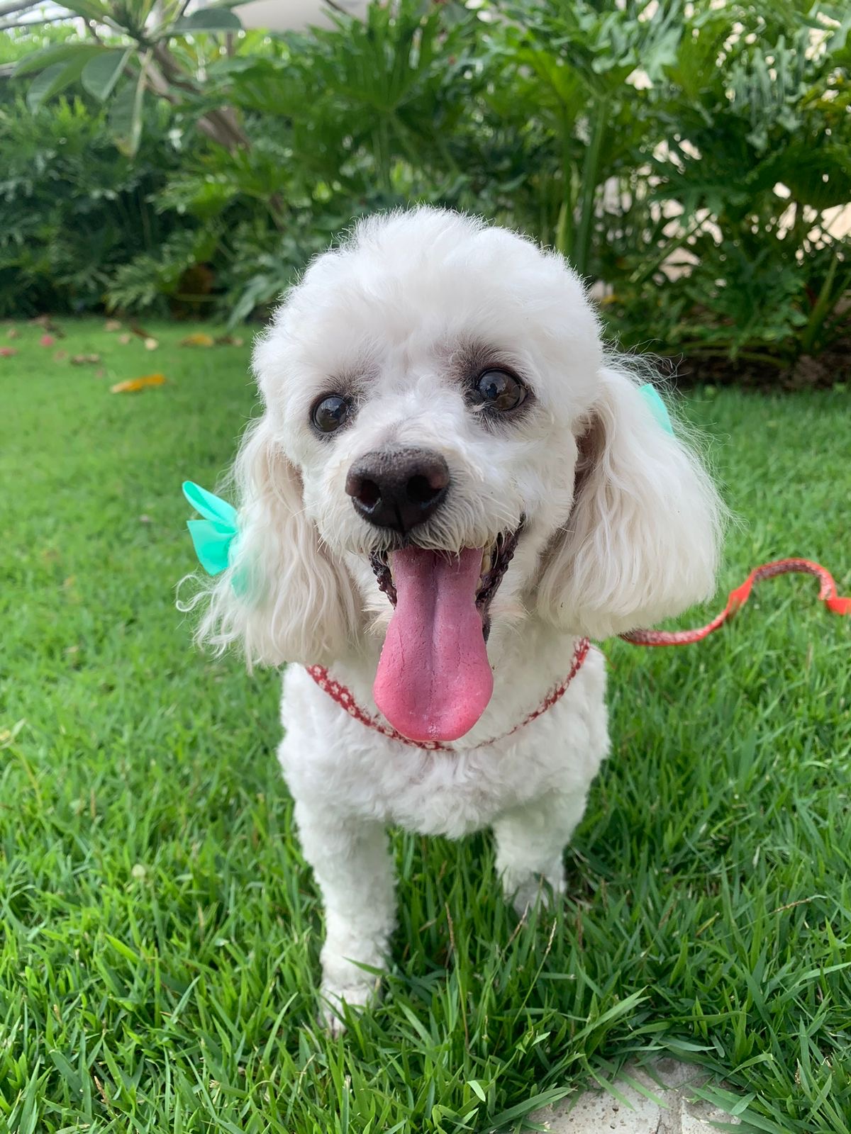 Poodle branco na grama