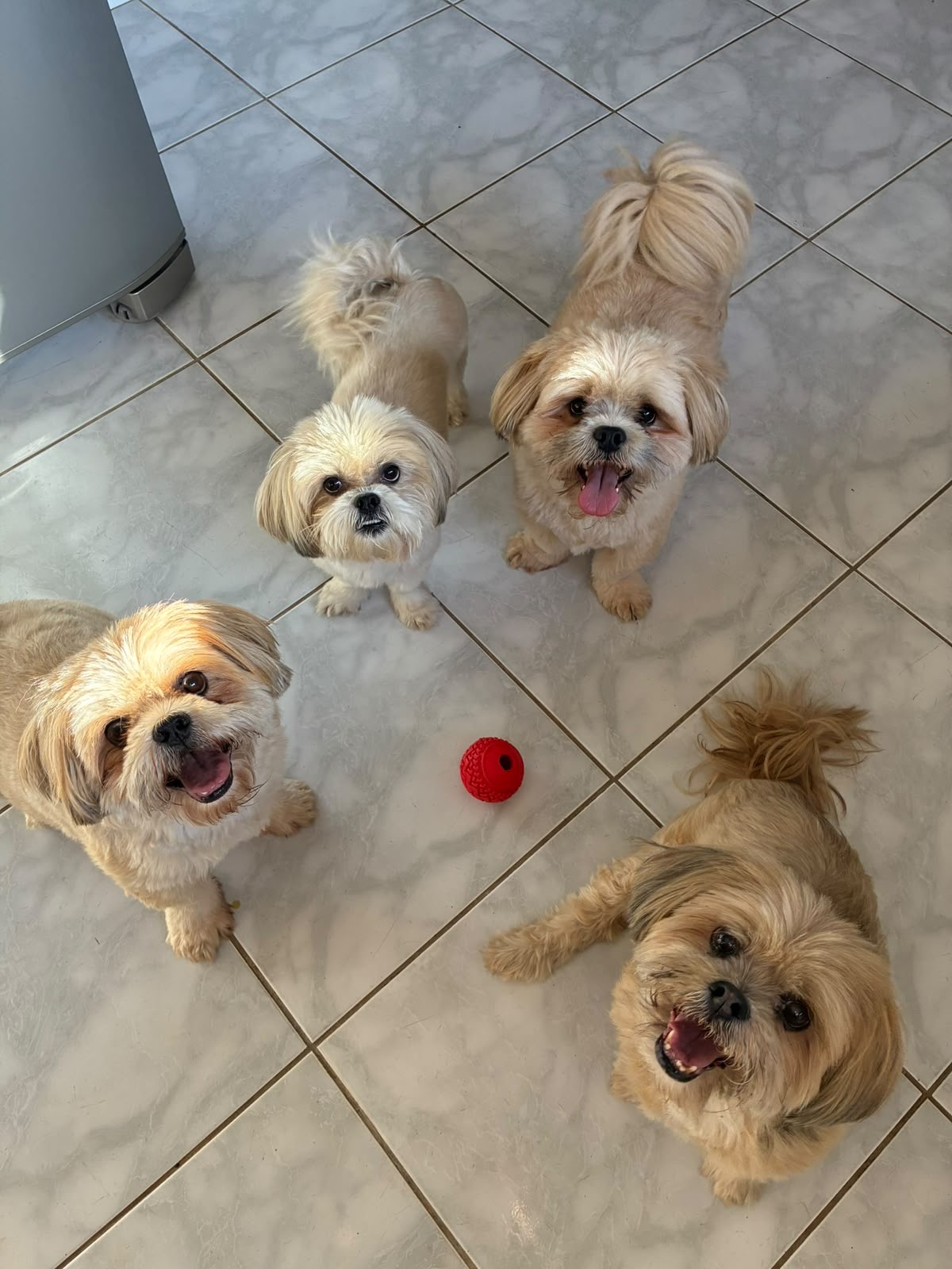 Quatro shih-tzus com a bolinha vermelha