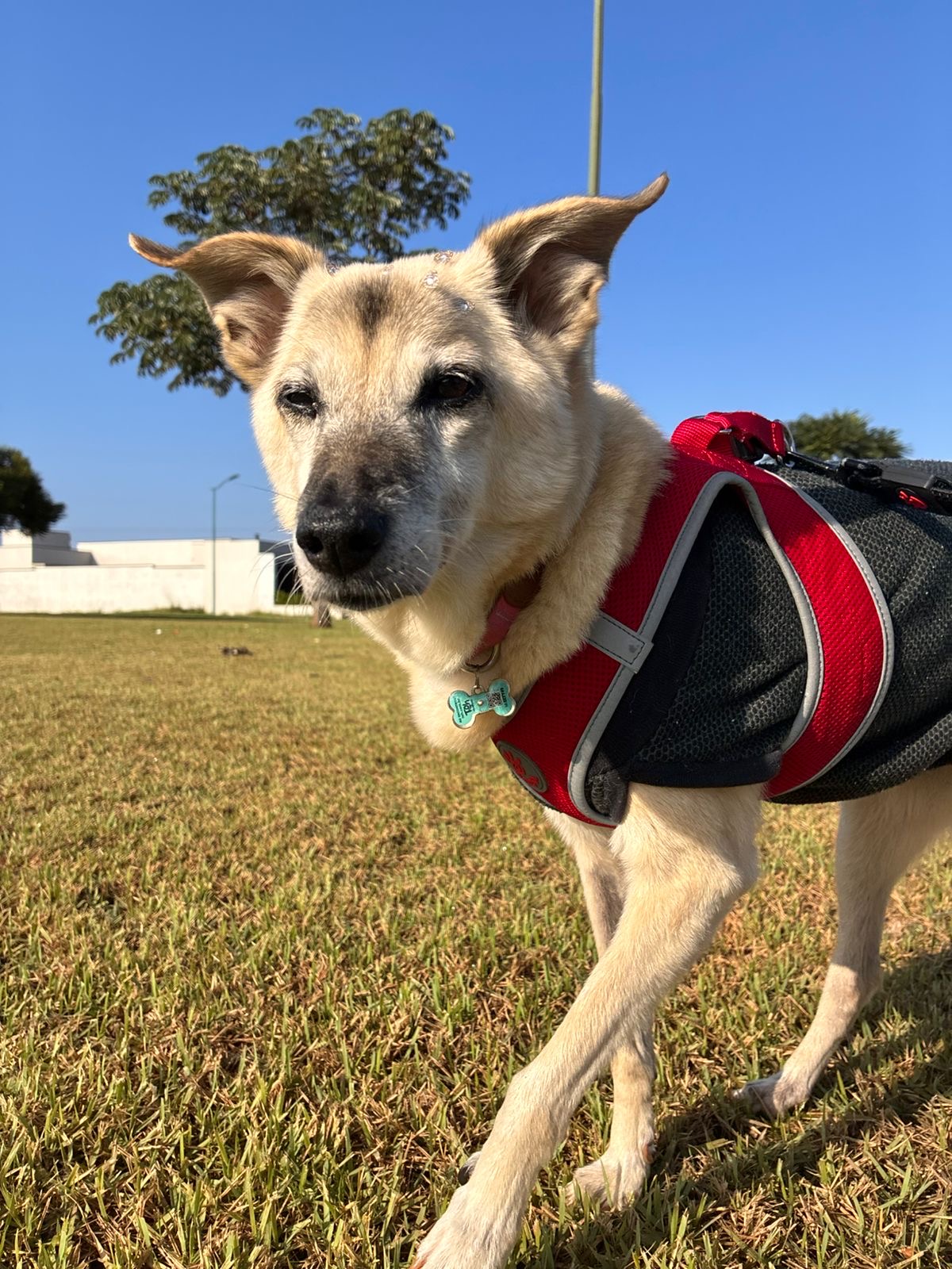 Cão idoso com peitoral no campo