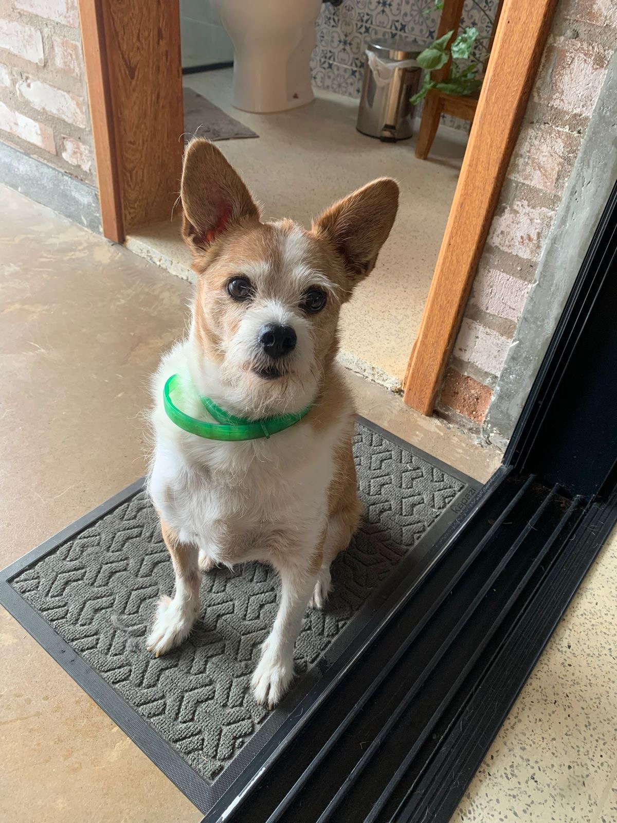 Cãozinho na porta de casa