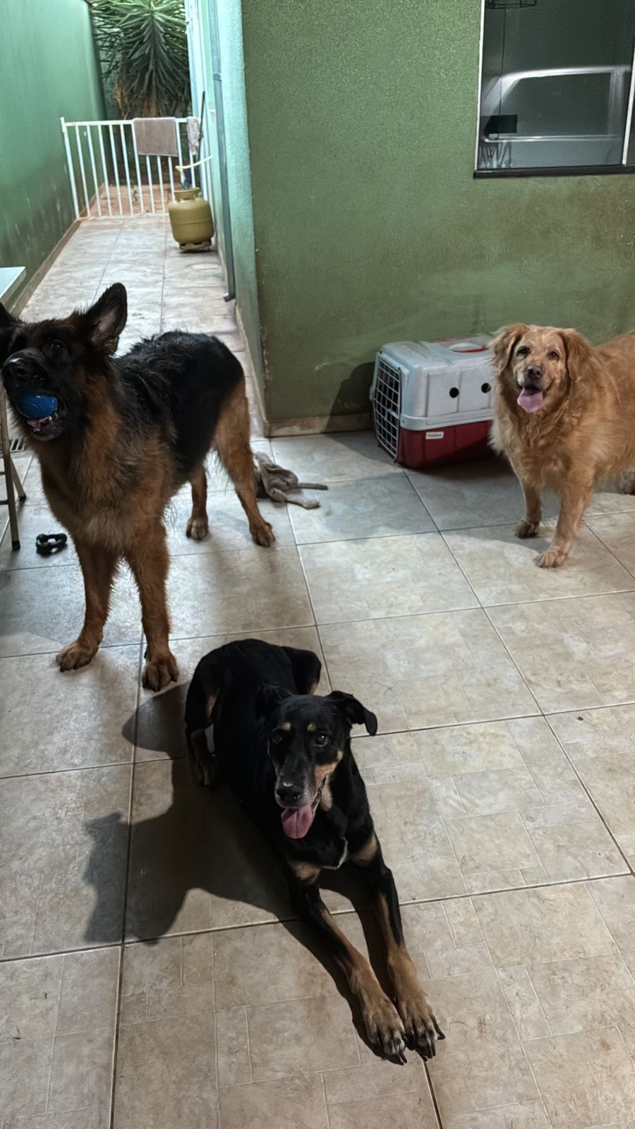 Três cães dentro de casa